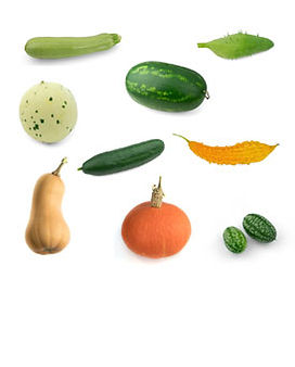 Bio Kürbisgewächse Saatgut