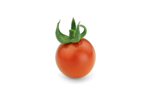Bio Saatgut der Tommy Toe Tomate
