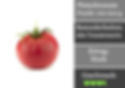 Berner Rose Tomate