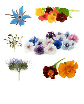 Bio Bienenfreunde Saatgut