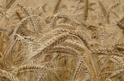 agrolimentare.jpg