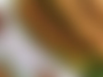 प्लेट में सजे भरवा करेले, ऊपर ताजा धनिया पत्ती और साइड में दही के साथ परोसा गया