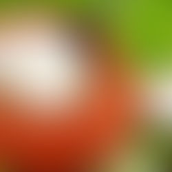 मिट्टी की हांडी में जमी हुई गाढ़ी और मलाईदार दही – घर पर बनी पारंपरिक मटका दही रेसिपी