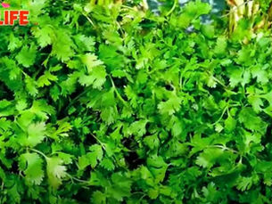 हरी धनिया को लम्बे समय तक स्टोर करने के आसान तरीके - foodzlife.com