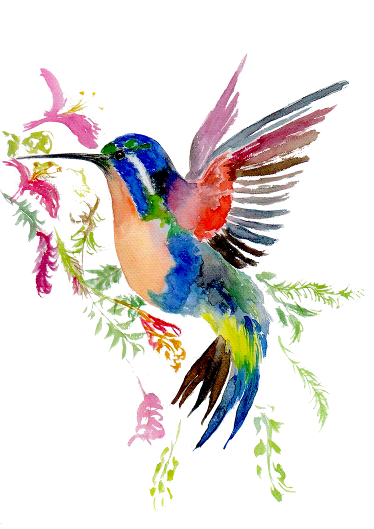 Colibri.png