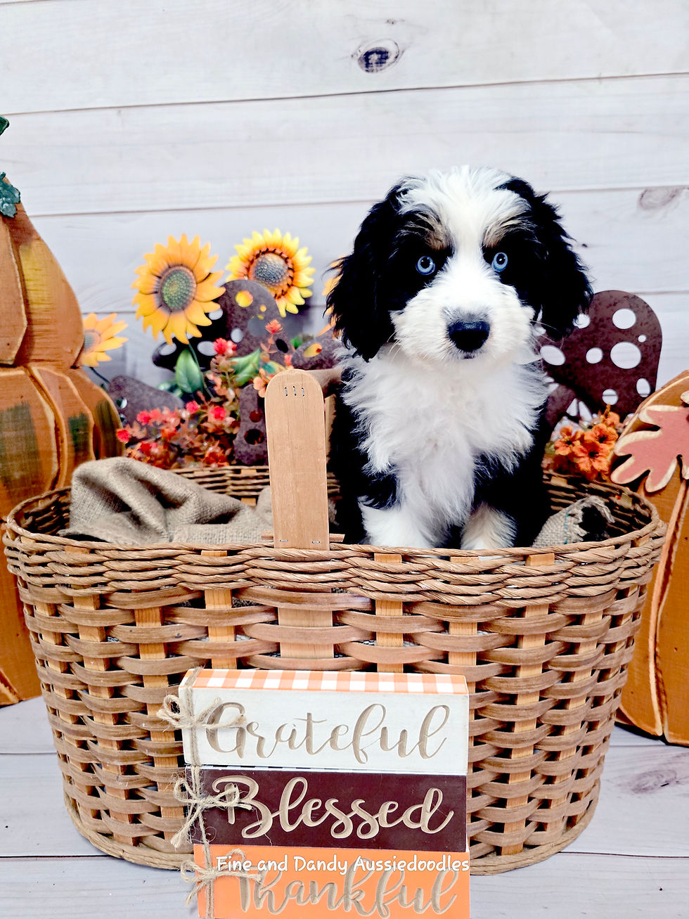 Keeping Your Fine & Dandy Pup Safe This Thanksgiving