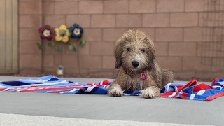 Brown Aussiedoodle in North Carolina
