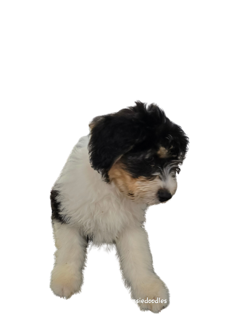 Thumbnail: MACK N CHEESE MOXIE PUPPY MALE