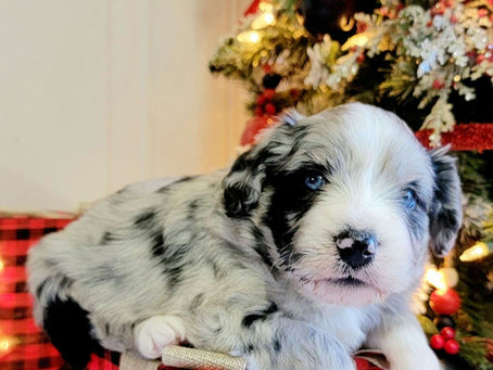 3 Surprising Benefits Of Bringing A Puppy Home At Christmastime (And How To Create Memories That Last)