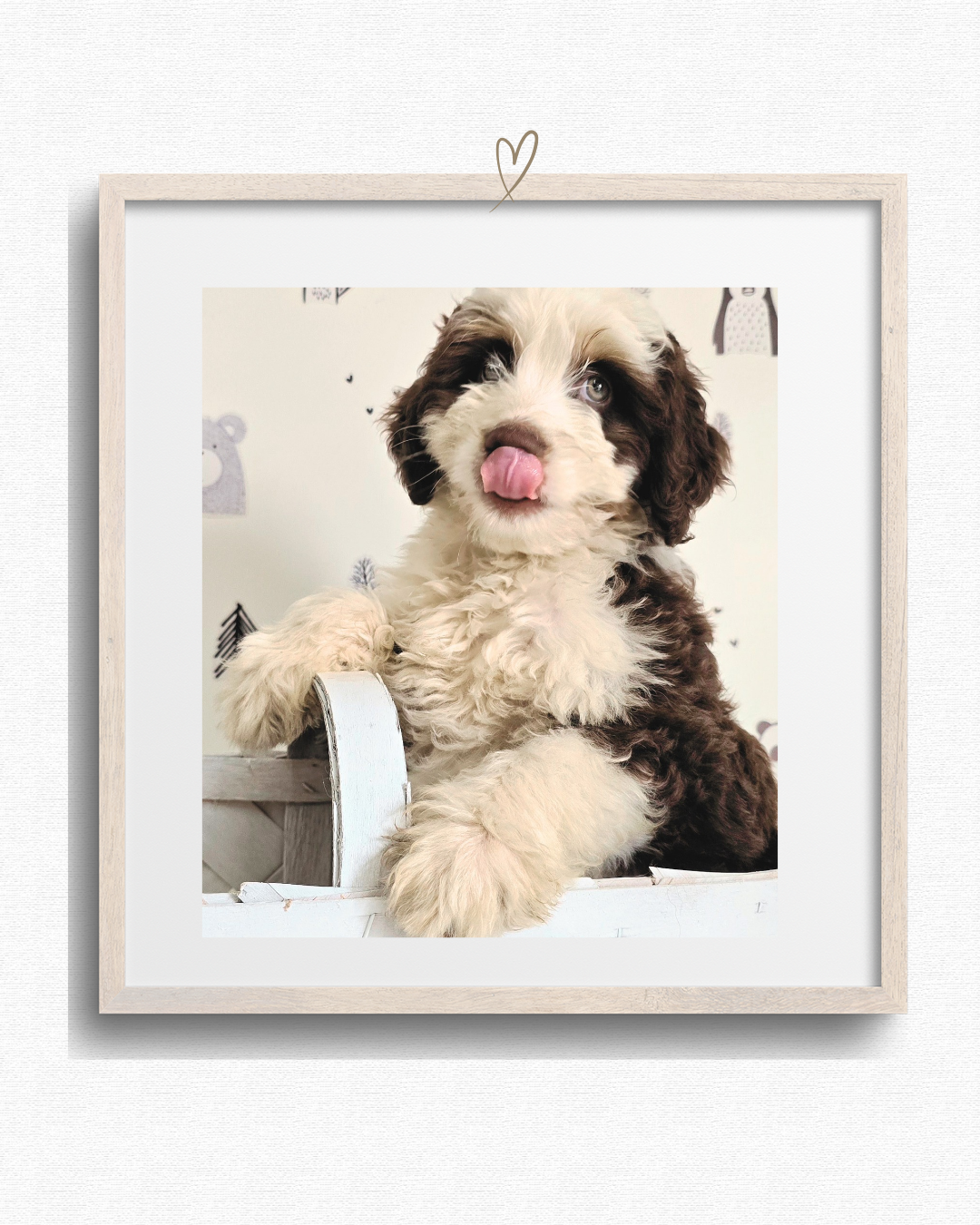 McCoy I’ve been claimed 🐾 May 2026