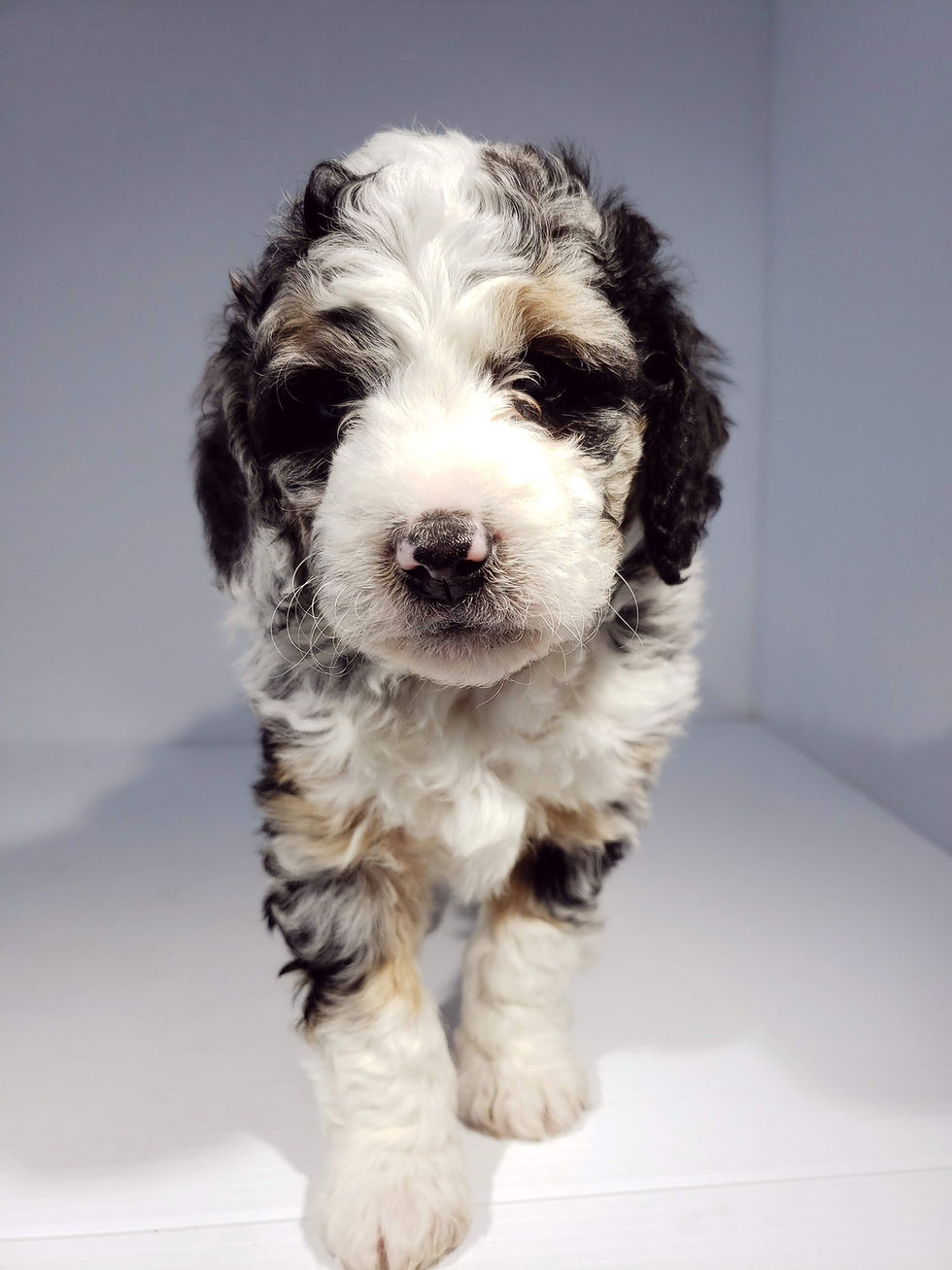 cute white and grey aussiedoodle in north carolina