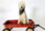 Thumbnail: COOPER FULL PUREBRED MALE POODLE NEUTERED 3 YEARS OLD