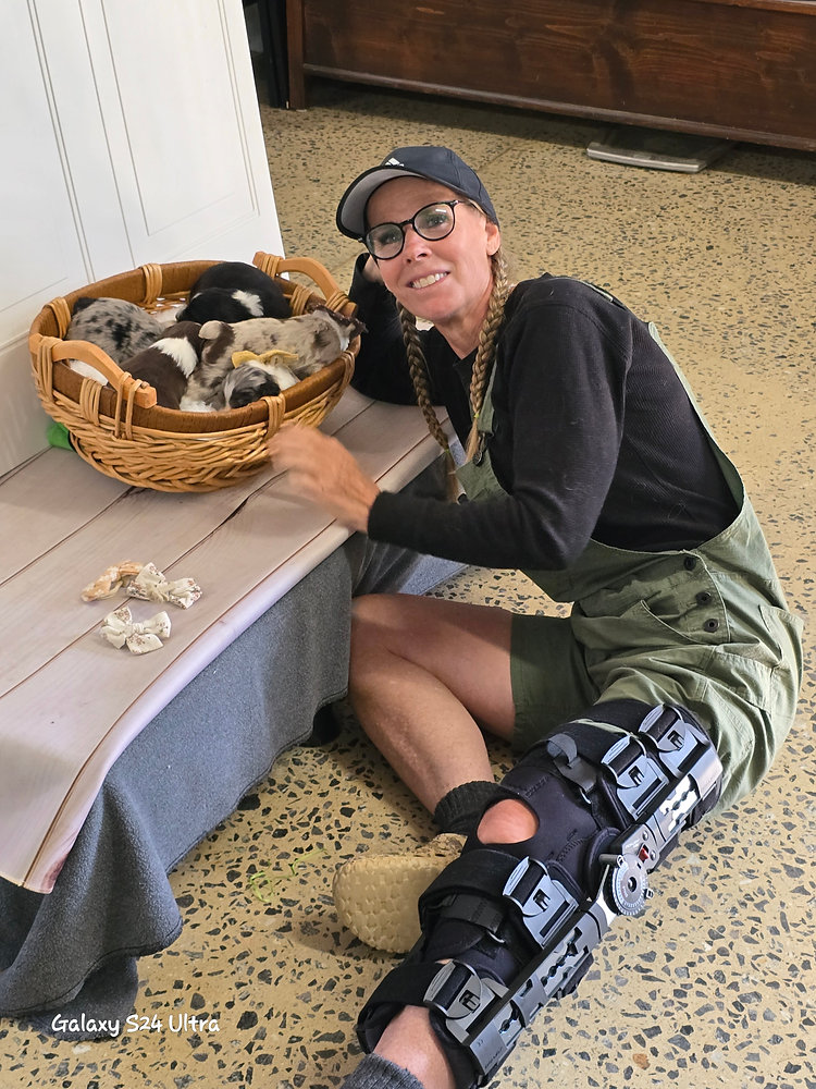 All Dog Rescue DOGS TO THE RESCUE