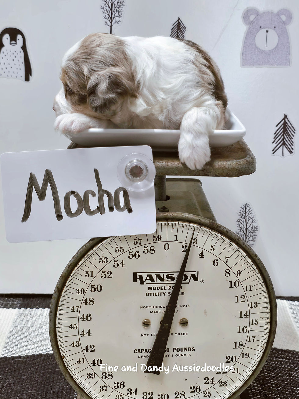 Thumbnail: MOCHA MOXIE PUPPY 