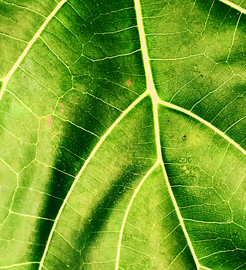 botanical-bright-close-up-1592119.png