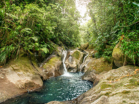 Comment transformer votre île : l'histoire de deux entreprises des Antilles qui changent les règles du jeu