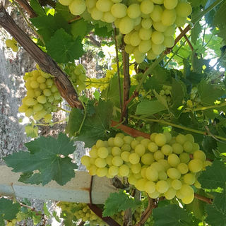 sultana grape exporter (3).jpeg