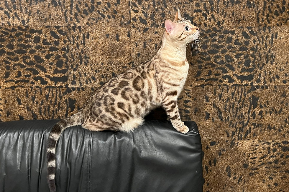 Bianca ♪ Seal Mink