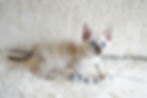 Seal Lynx