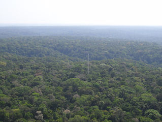 Climate change, deforestation and fires are changing the Amazon Rainforest’s scent