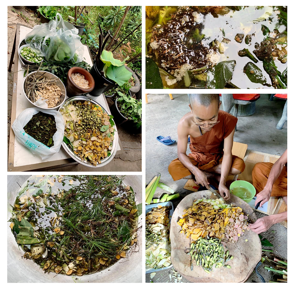 縮圖：藥用重生聖蠟｜4期