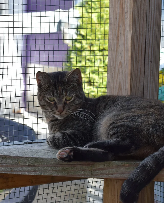 How to Help Humane Society of Danville