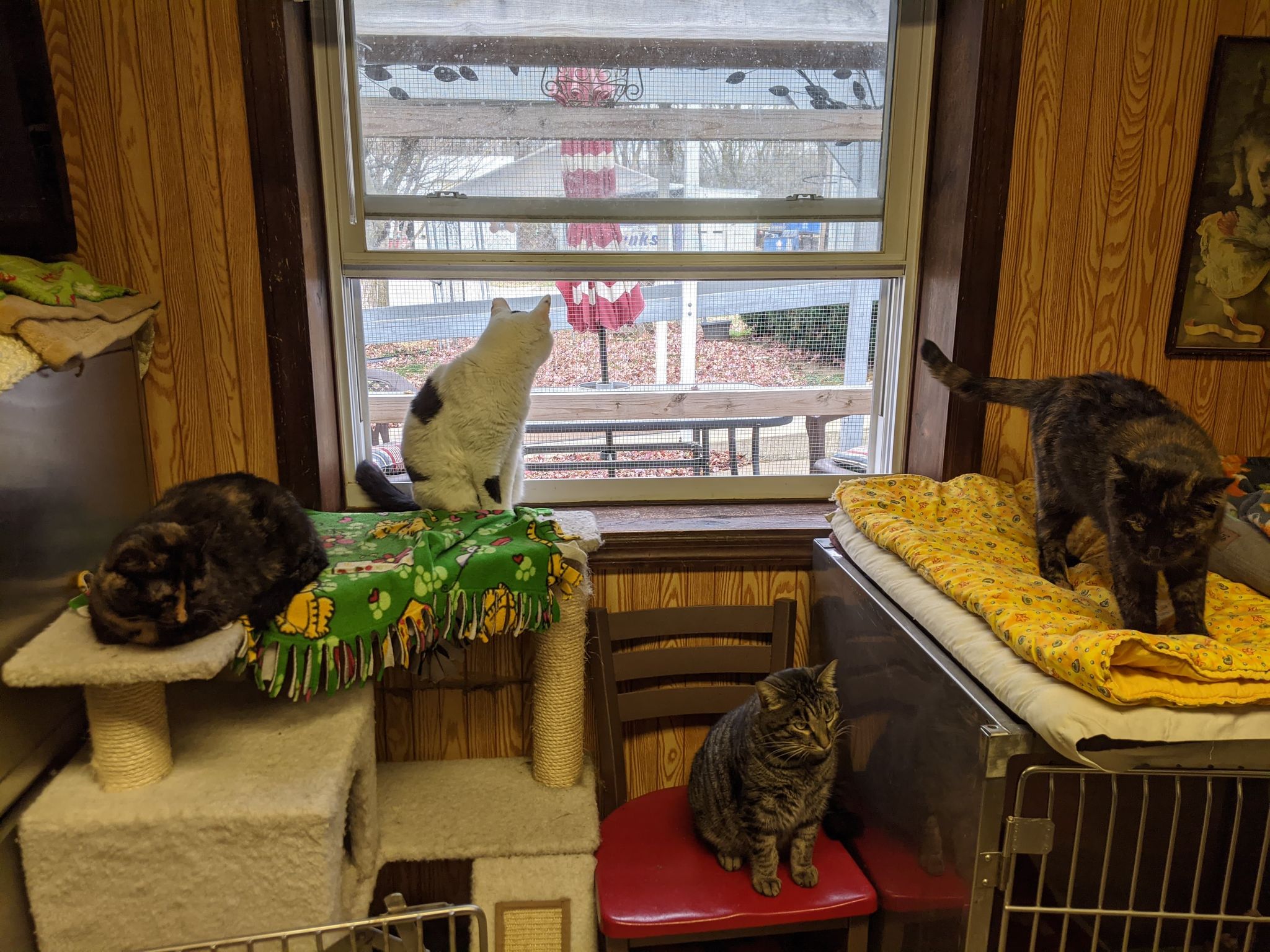 Humane Society of Danville Danville, Illinois