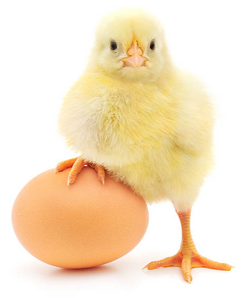Chicken with foot on egg