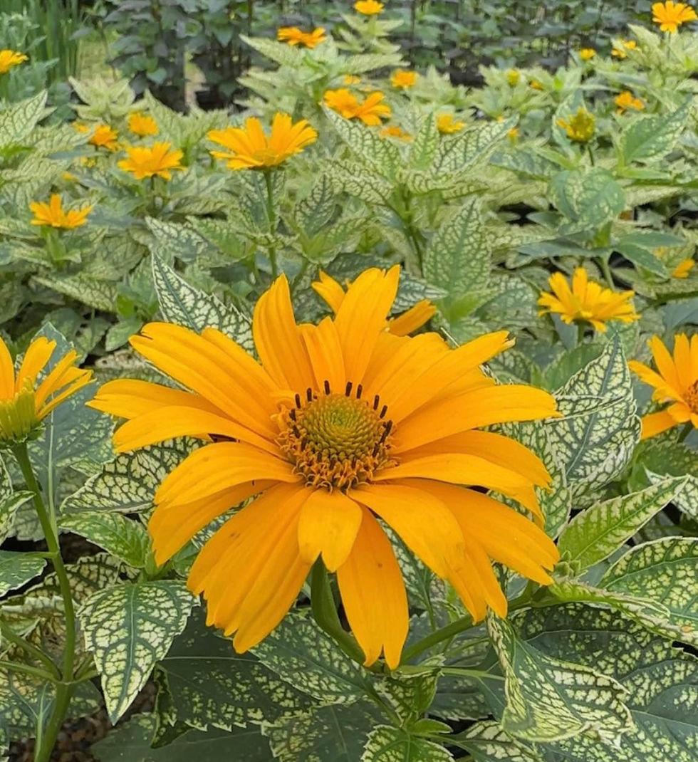 Flower.jpg
