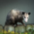 Wildlife and Pest Control in Charlotte and the Carolinas | Nelon-Cole