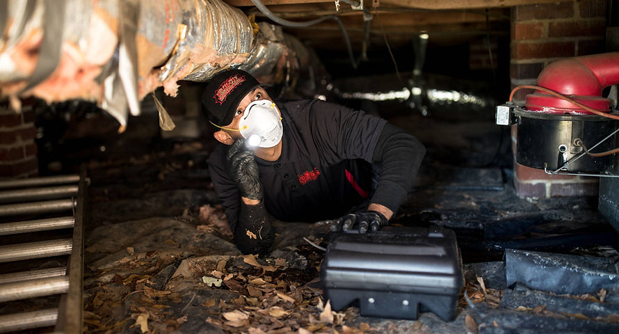 Award-winning Pest Control Across the Carolinas | Nelon-Cole