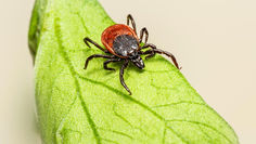 Blog about the Dangers of Ticks | Nelon-Cole Pest Control of the Carolinas