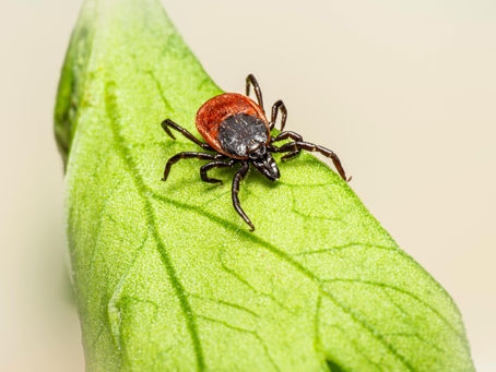 Blog about the Dangers of Ticks | Nelon-Cole Pest Control of the Carolinas