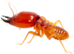 termite-ex_edited.png