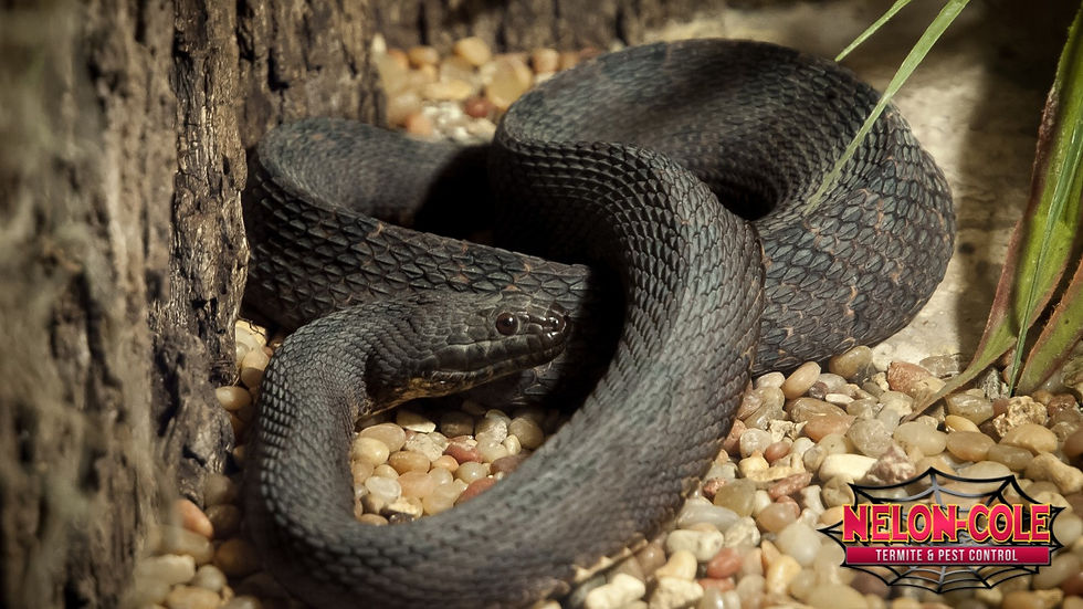 Black Snake | Nelon-Cole Pest and Wildlife Control of the Carolinas
