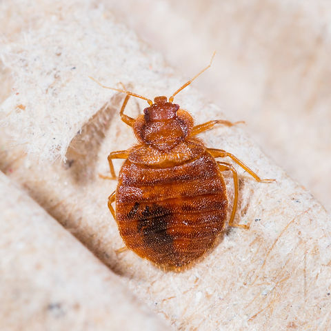 bedbug23.jpeg