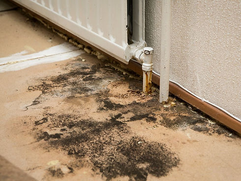 Nelon-Cole Pest and Moisture Mold Control Services of the Carolinas