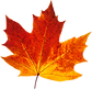 fall-leaves-2.png