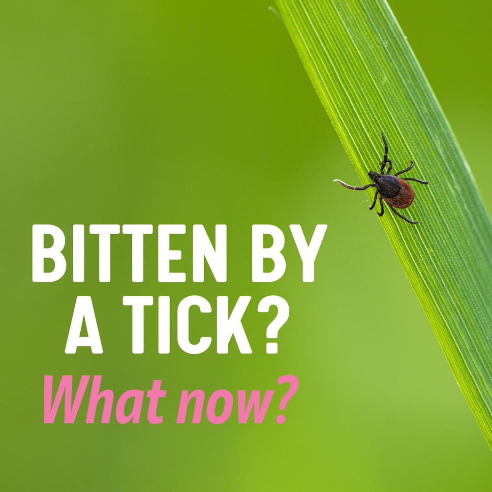 Ticks and Lyme Disease What you need to know!
