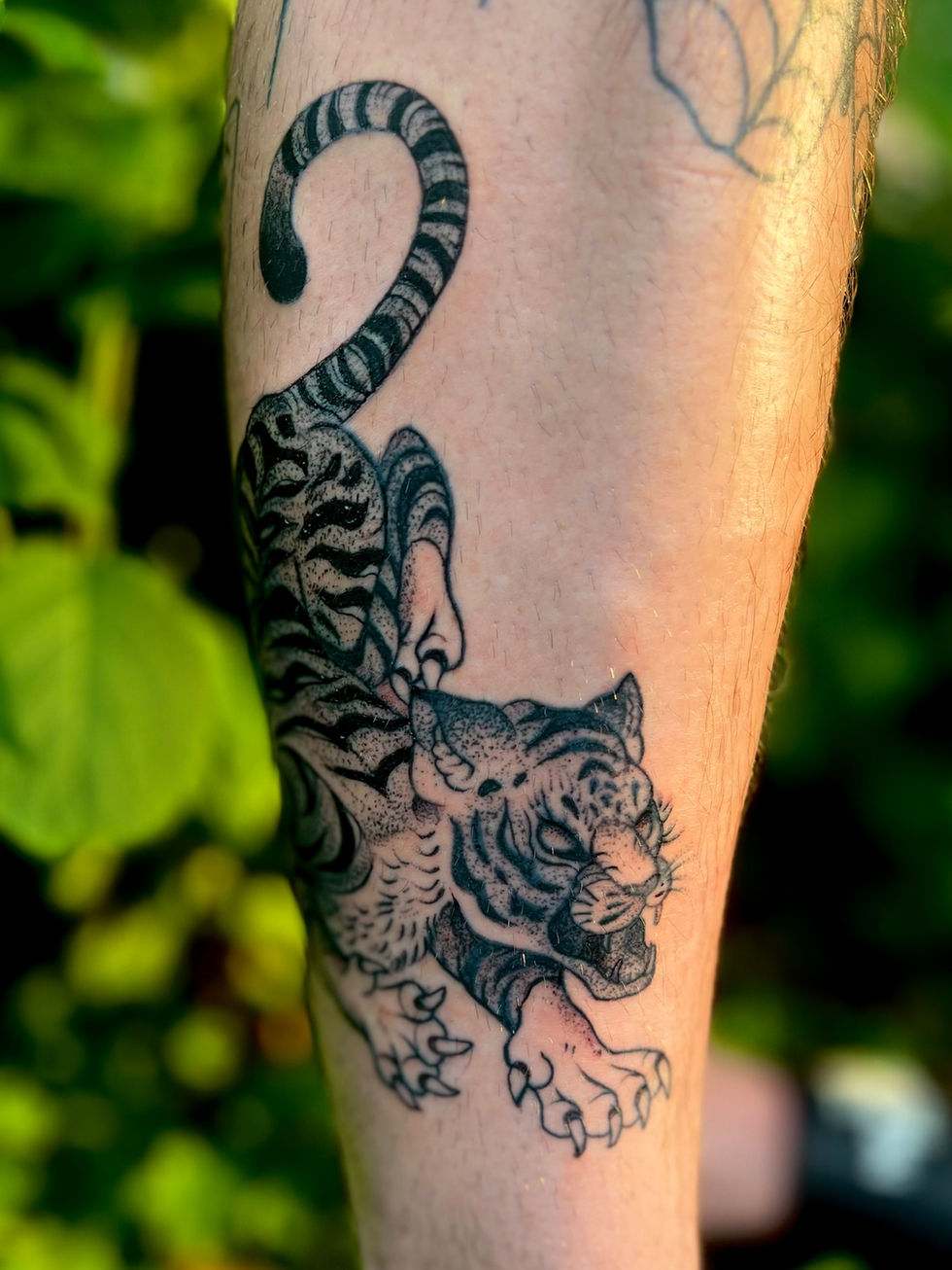 Full-body black and grey tiger tattoo with delicate stippling shading. The tiger has a fierce expression contrasted by the fine, detailed style. Photographed outdoors.
