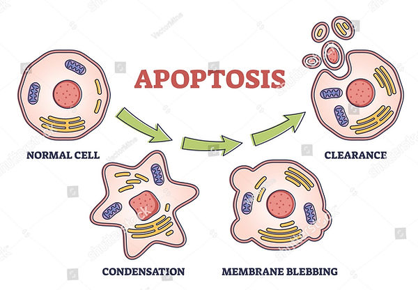 stock-vector-apoptosis-process-stages-as-programmed-cell-death-explanation-in-labeled-outl