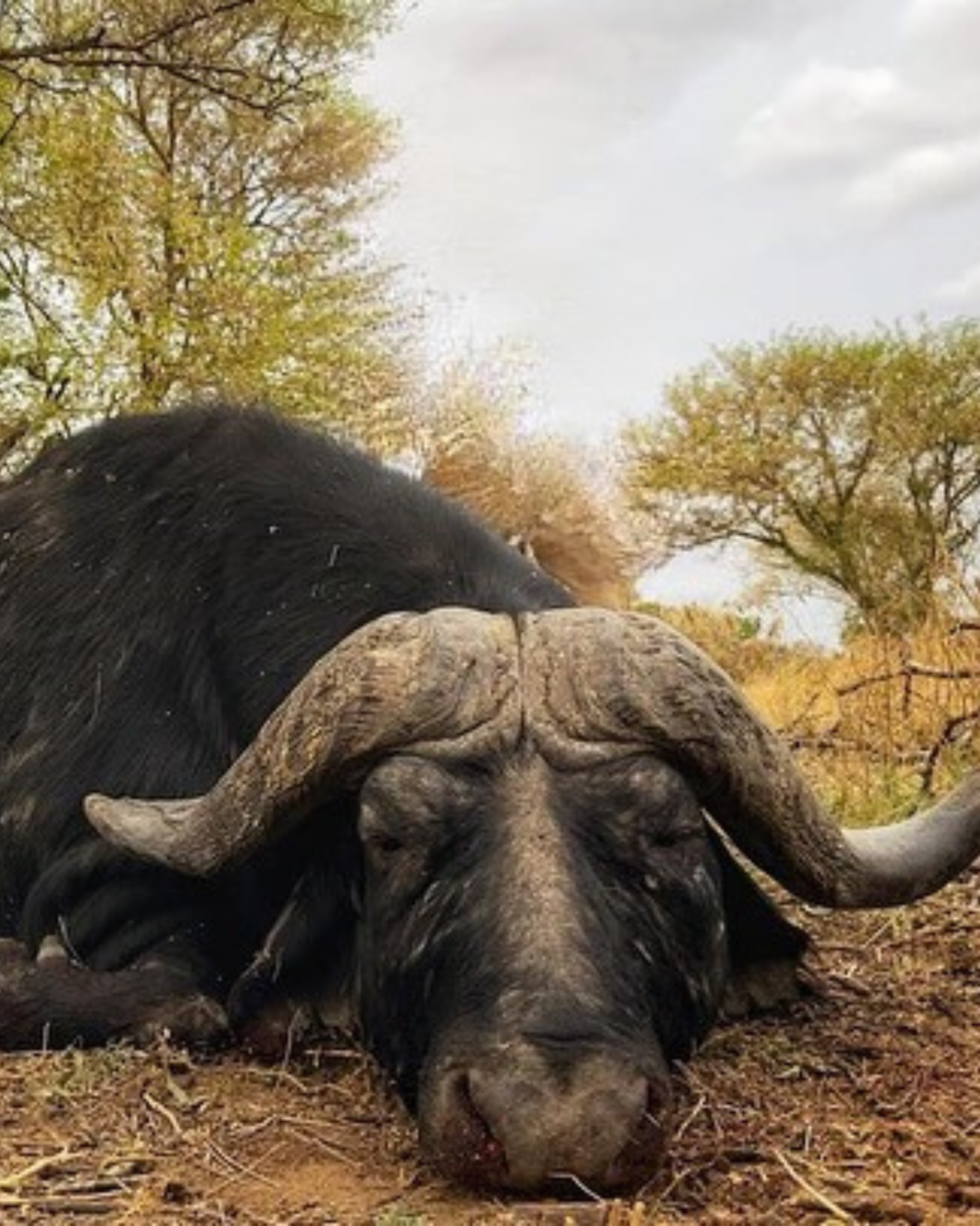 Cape Buffalo > 42"