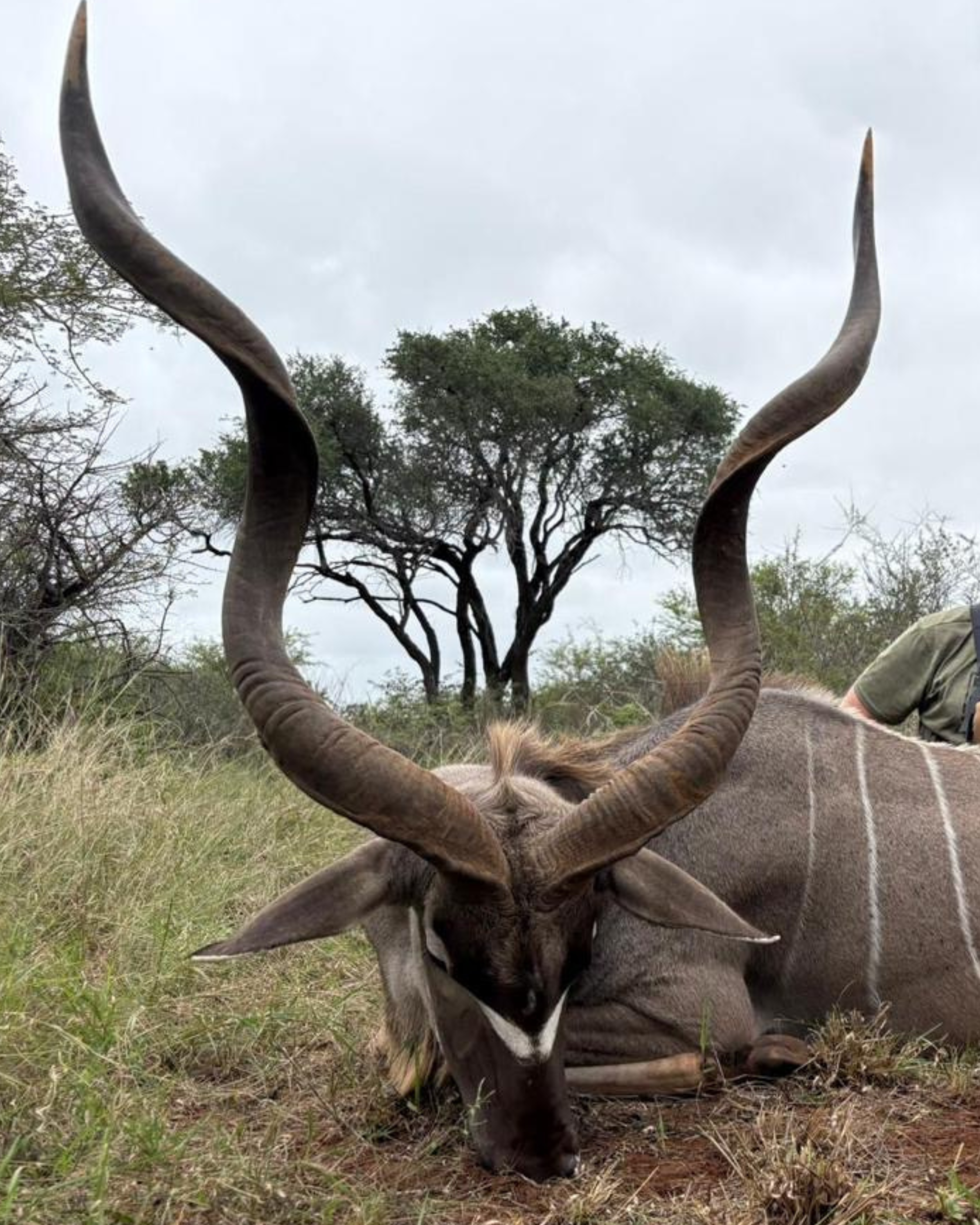 Kudu 53"–55"