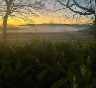 low fog in a valley during sunrise with a bed of lily of the valley blooming in the foreground