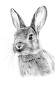 d1c5f7f8861acbe3238ab7ff26eb4e33-removebg-preview (1)_edited.png