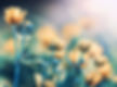 Field flower in nature on sunlight. Floral vintage and toning with filter effect.jpg