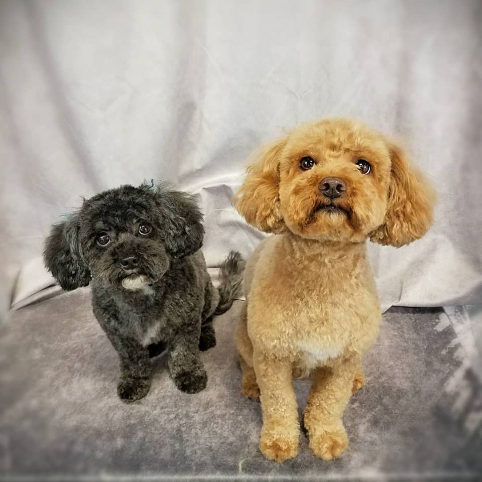 The Sarasota Dog Salon