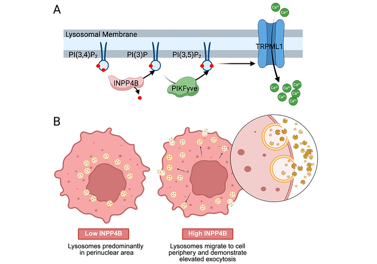 INPP4B in lysosomal exocytosis.png