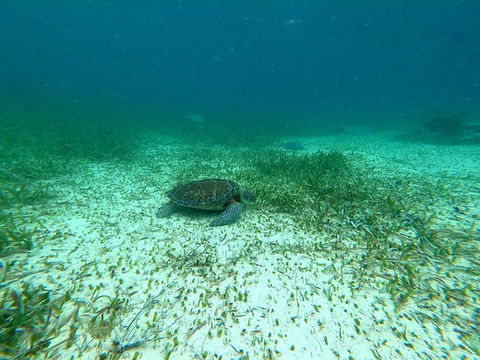 Sea Turtle on Ocean Floor