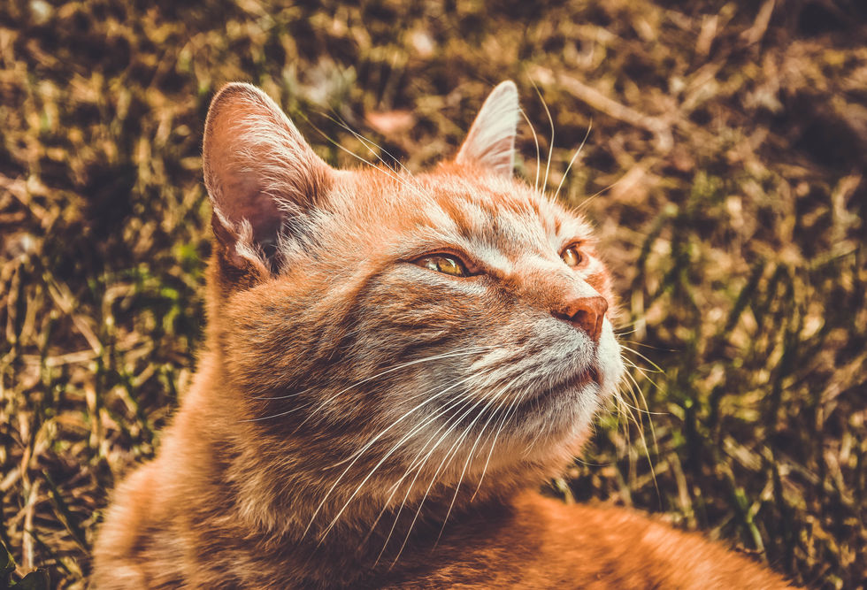 Cat Sirius